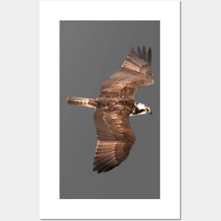 Osprey Posters and Art